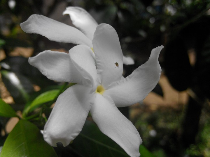 Jasmin