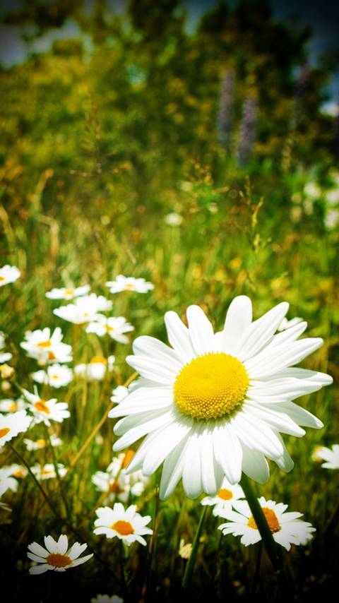 Flowers