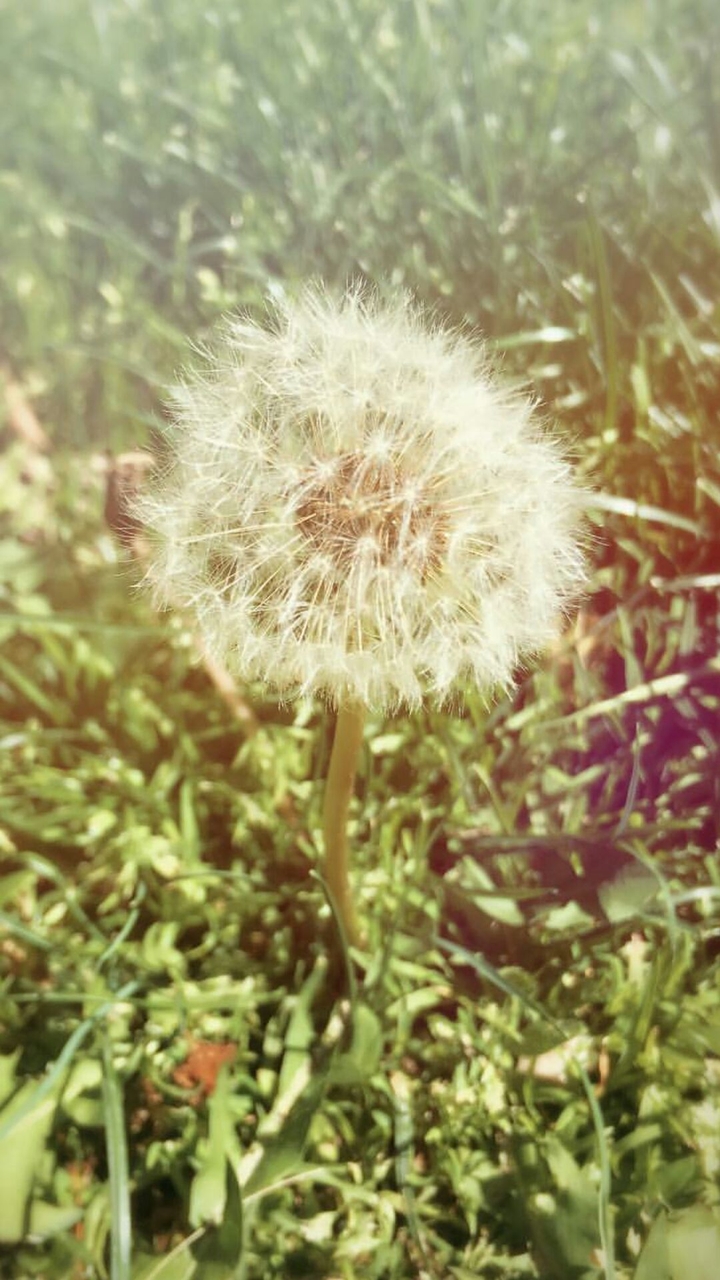 Dandelion