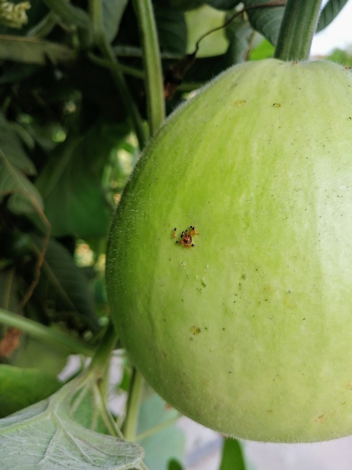 Ant