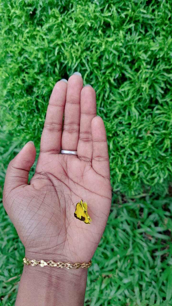 Butterfly