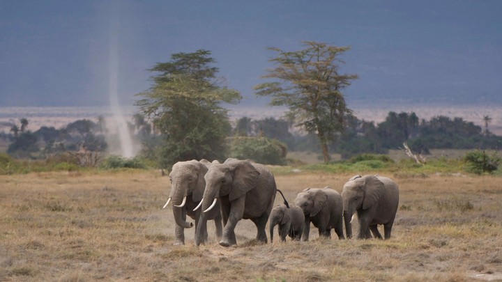 Elephants
