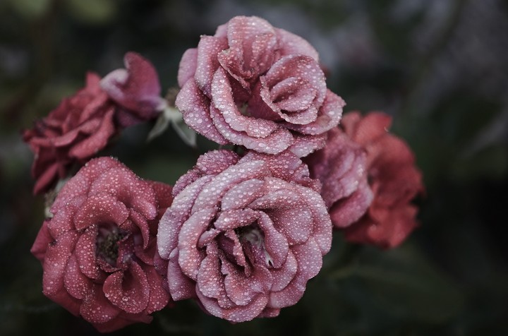 fresh blossom