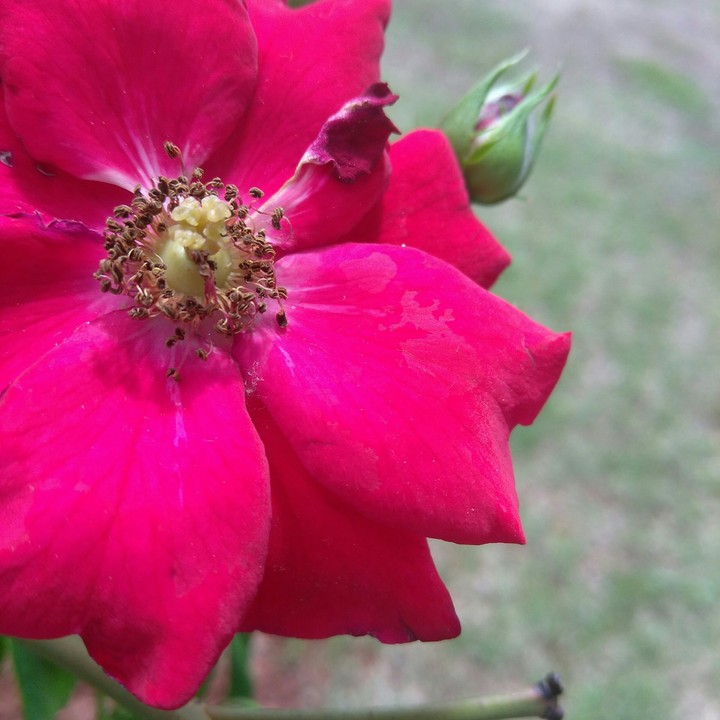 Beautiful flowers are near