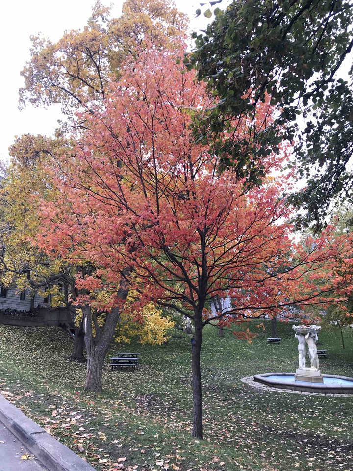 Autumn leaves