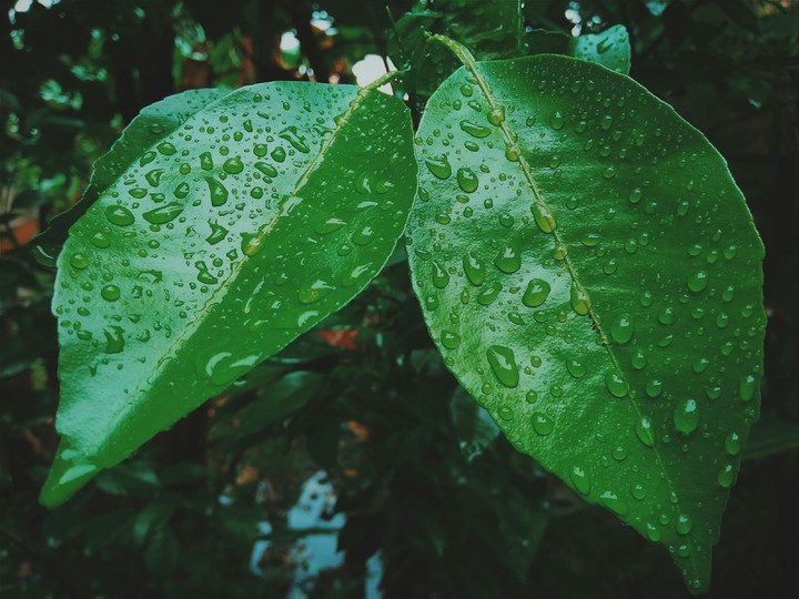 The Twin Leaves