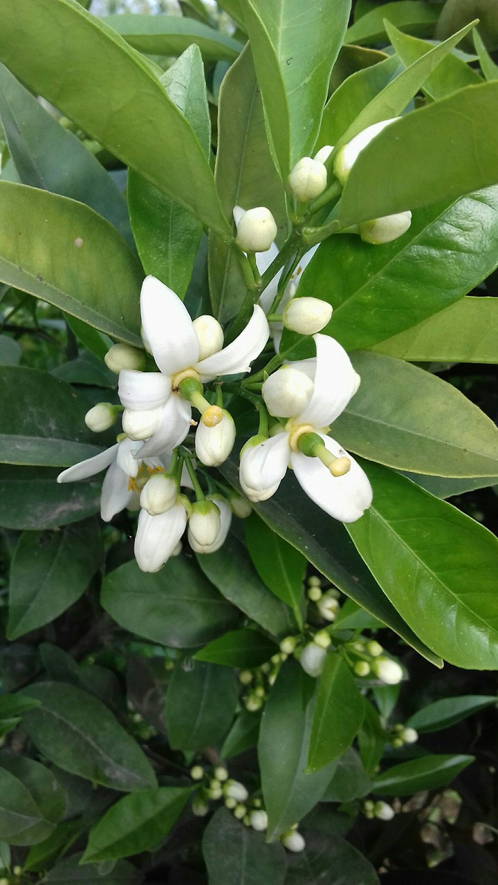 Sonbahar Limon