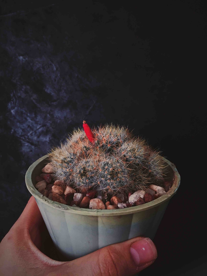 cactus with flower