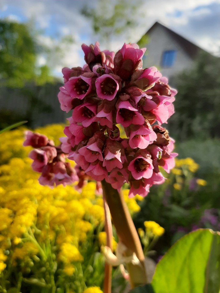 flowers