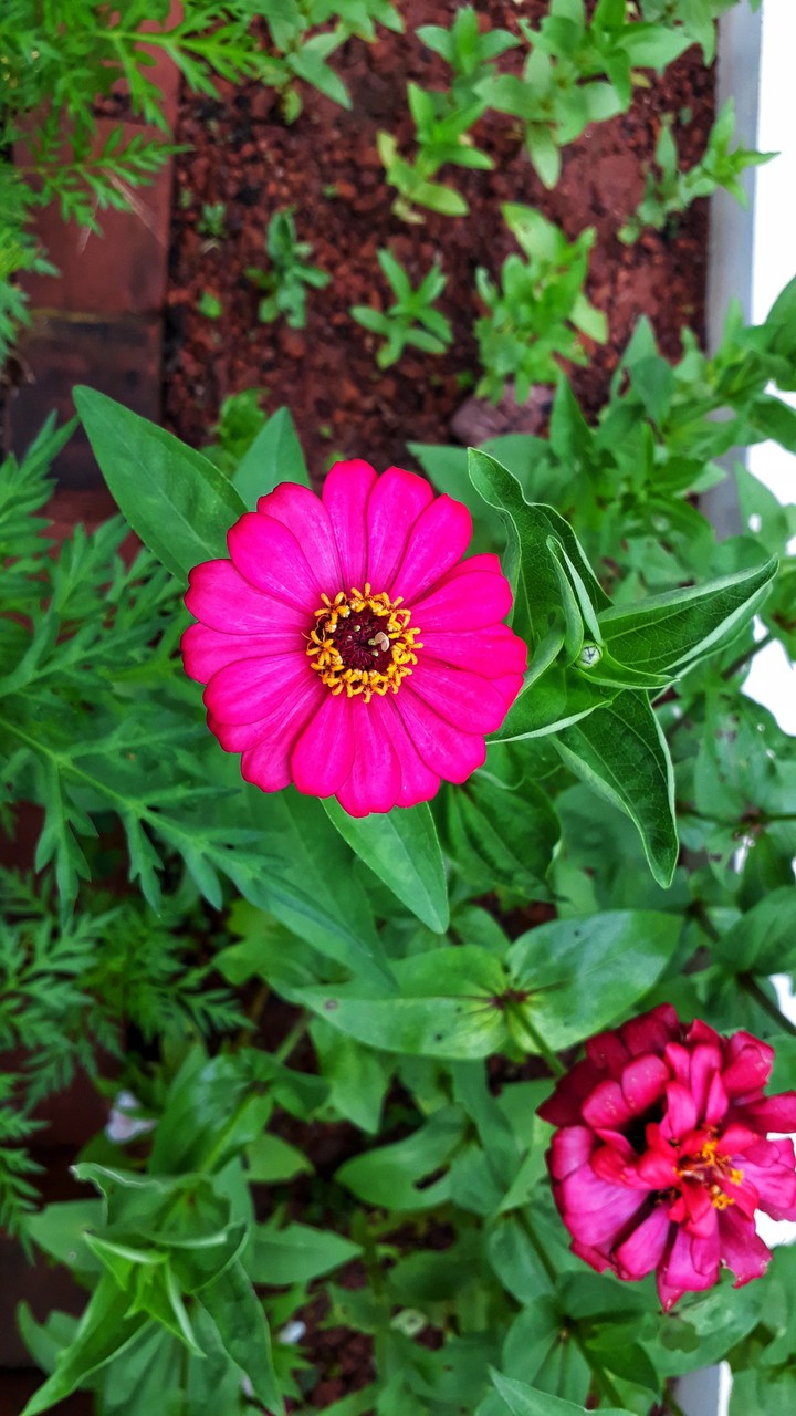 flower