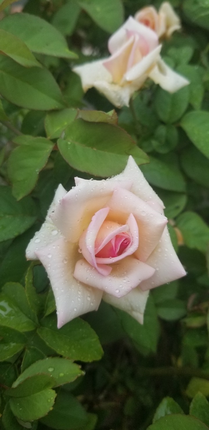 rose with drops