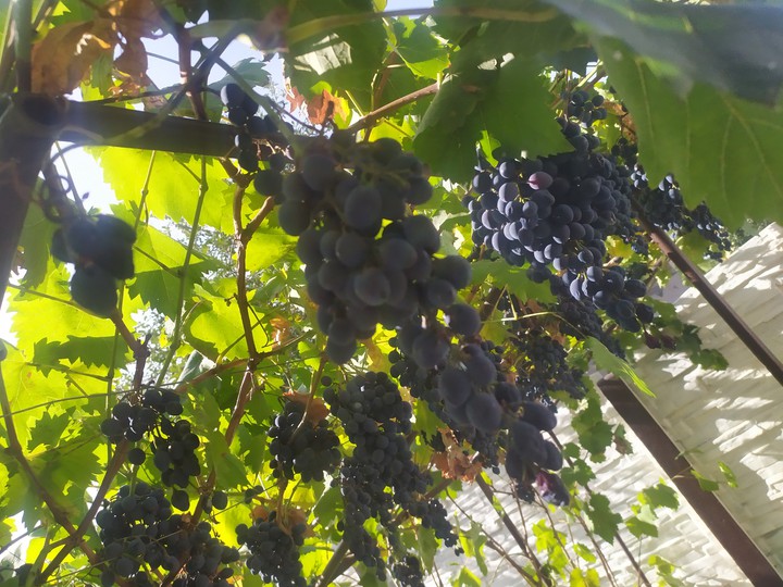 grapes