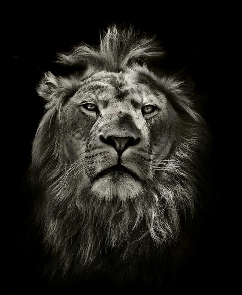Tired Lion