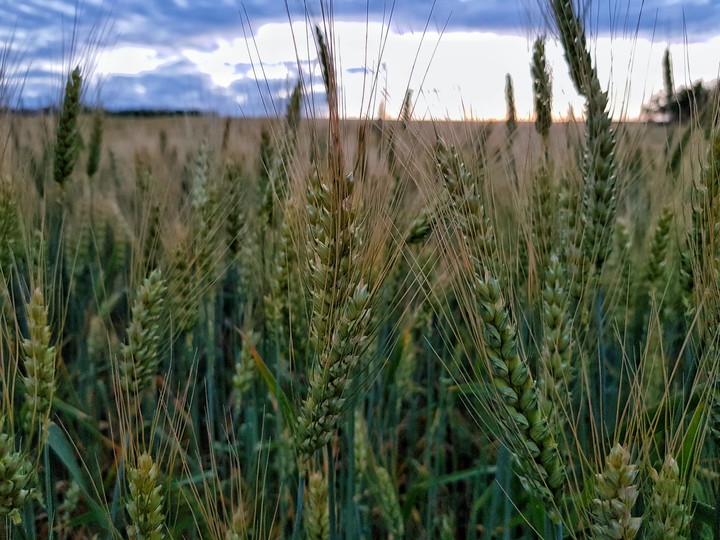 Wheat spice