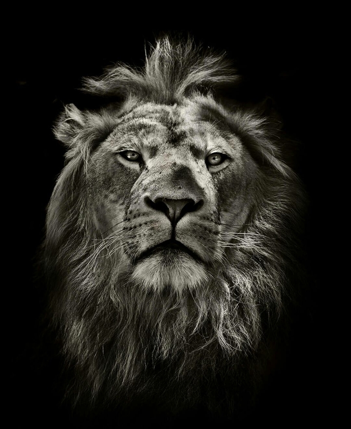 Tired Lion