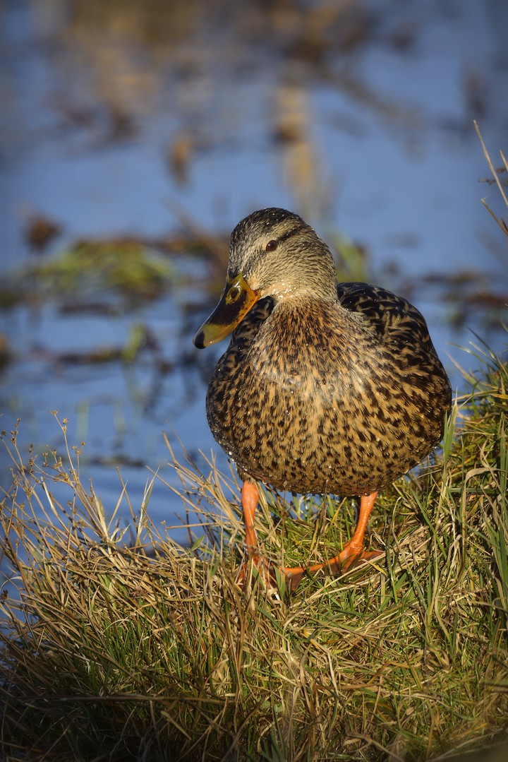 Duck Polish