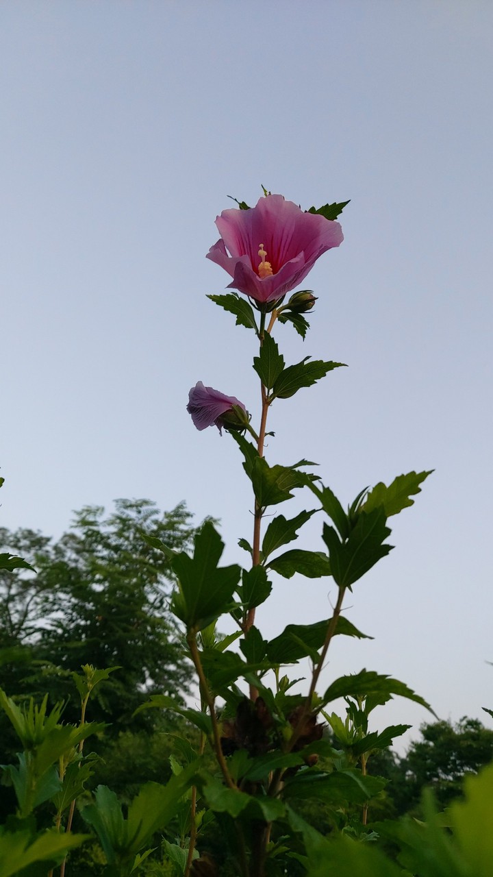 하늘 향한 무궁화
