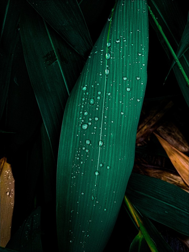 Drops