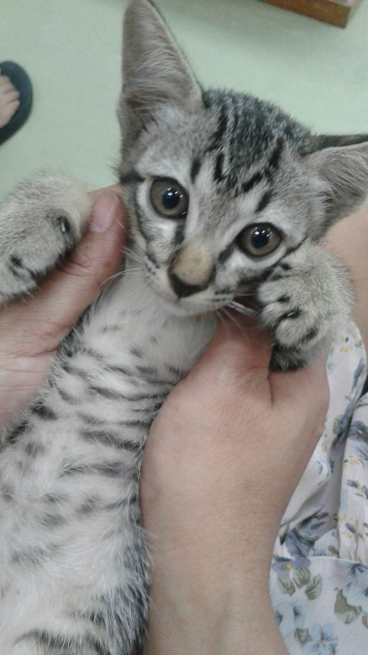cat