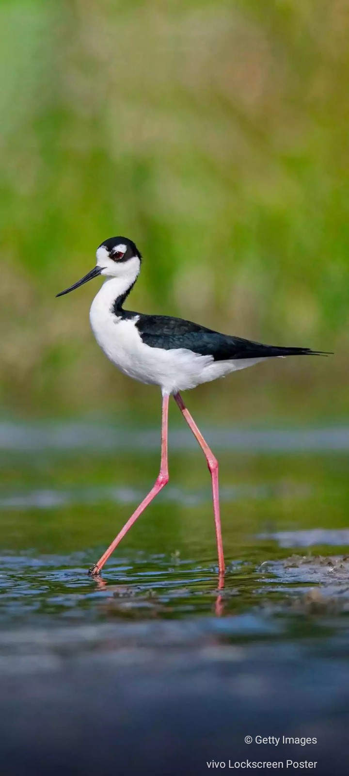 Galapagos Stilts