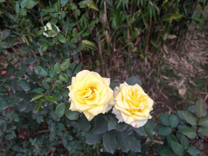 rose love