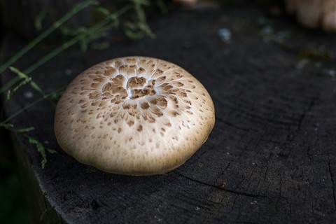 destroying angel