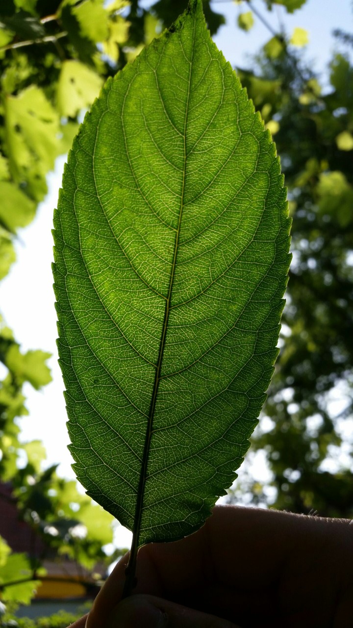 leaf