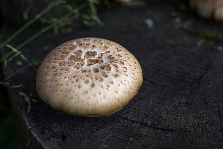 destroying angel