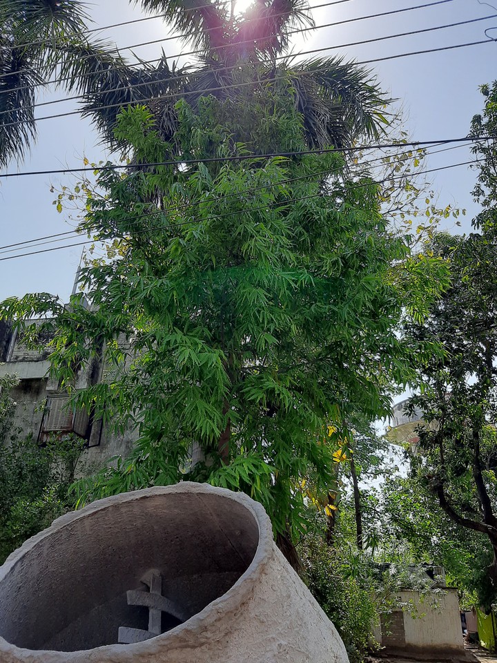 Pollution Free Mornings ?
