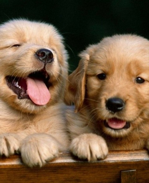 retriever, dog桌布