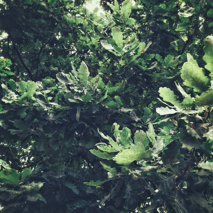 oak tree