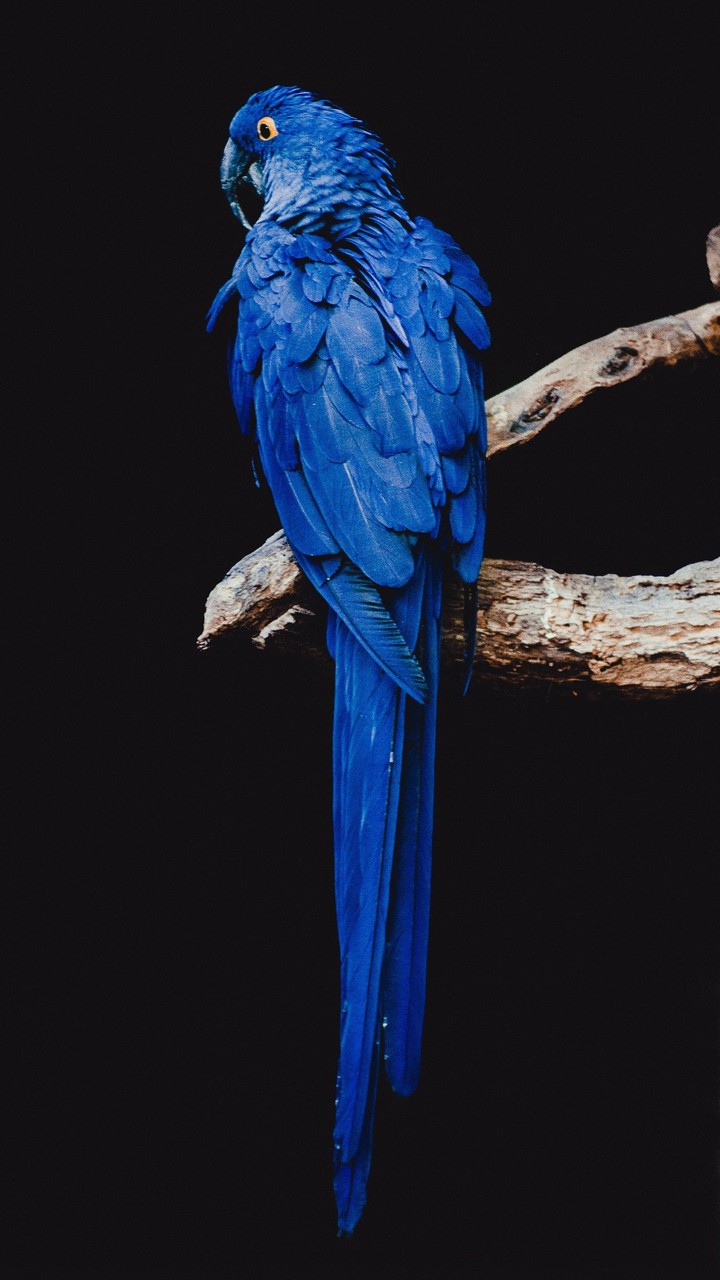 Bluemacaw