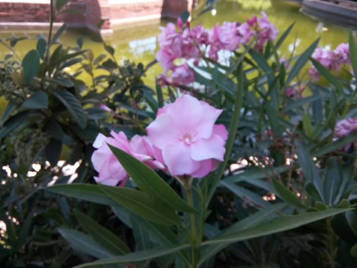 Perfect flowers