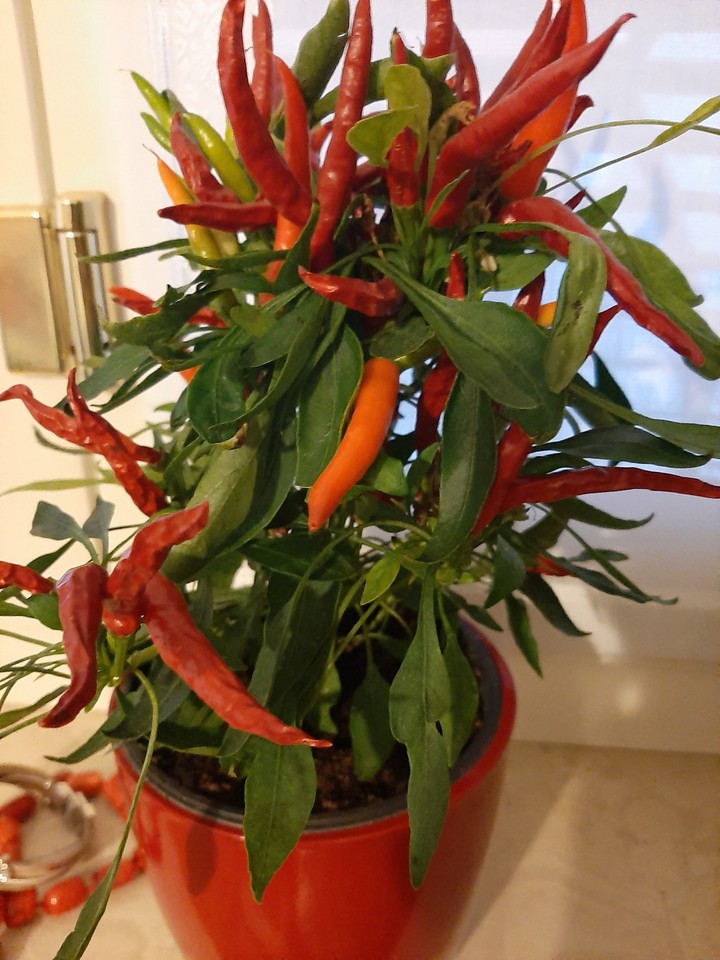 chili pepper