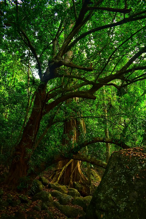 greenish view of trees