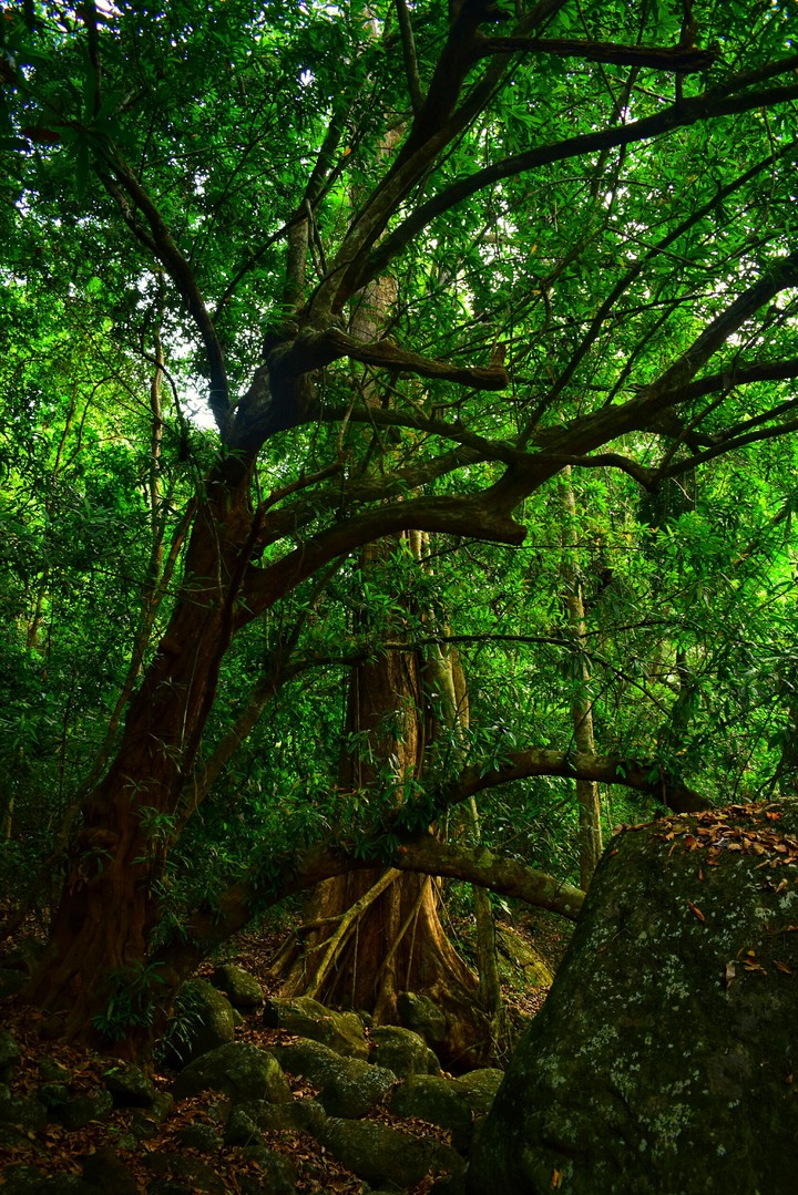 greenish view of trees