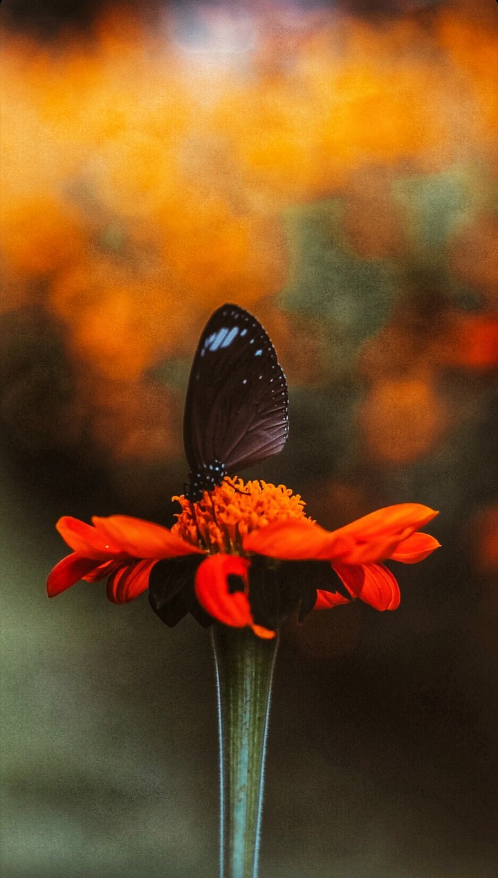 pırpırik, kelebek, butterfly.