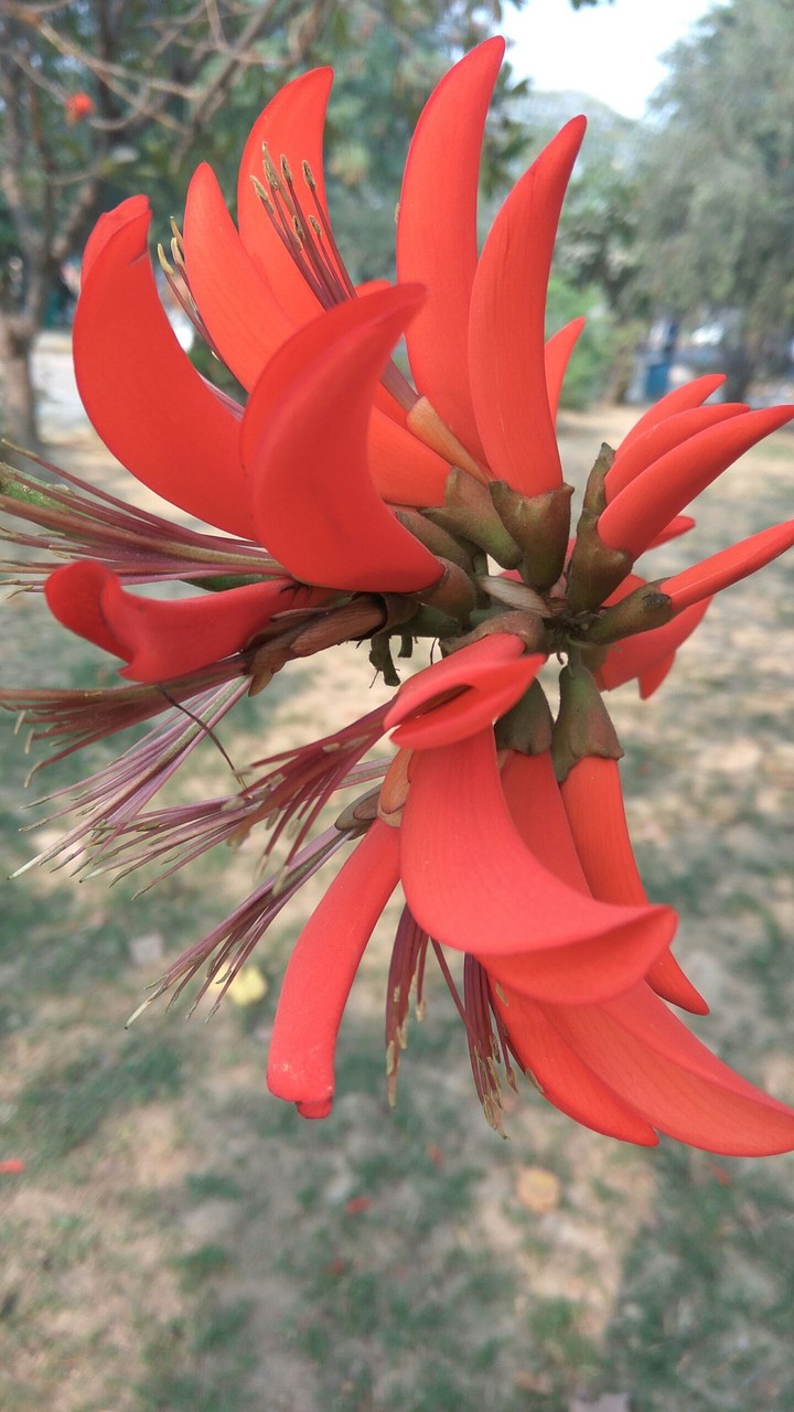 flower
