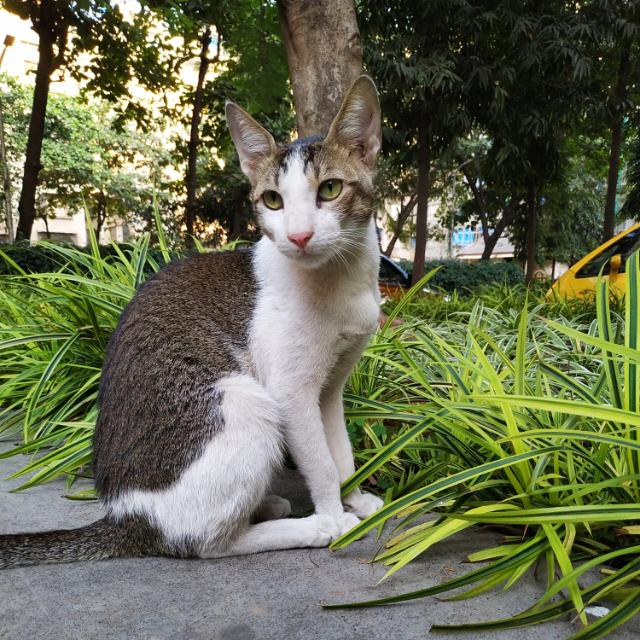 animal photography