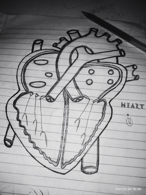 Life line...THE HEART