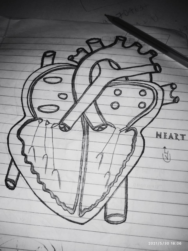 Life line...THE HEART
