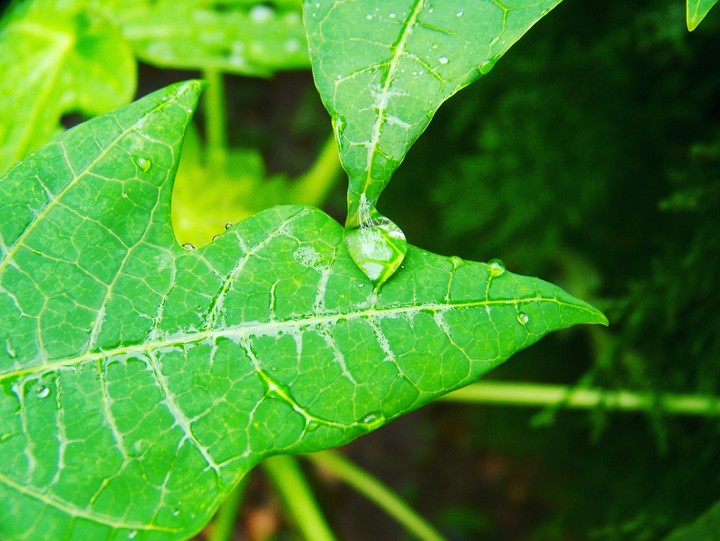 Leaf