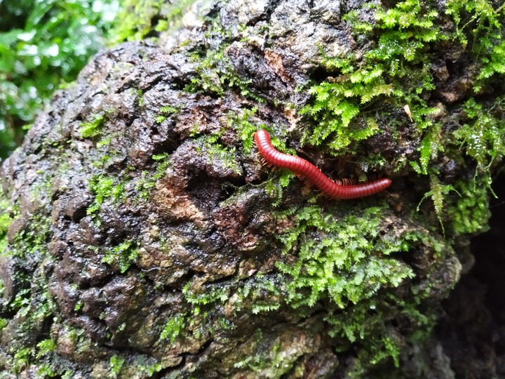The red bug