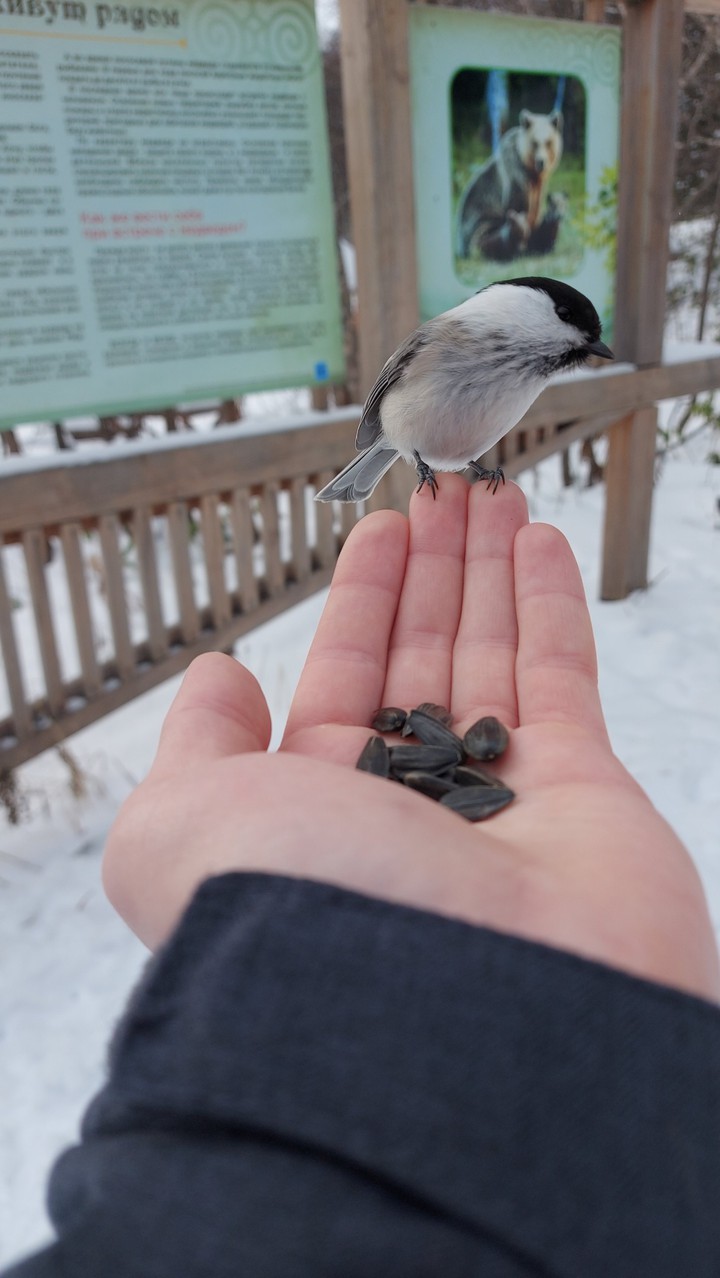 birds