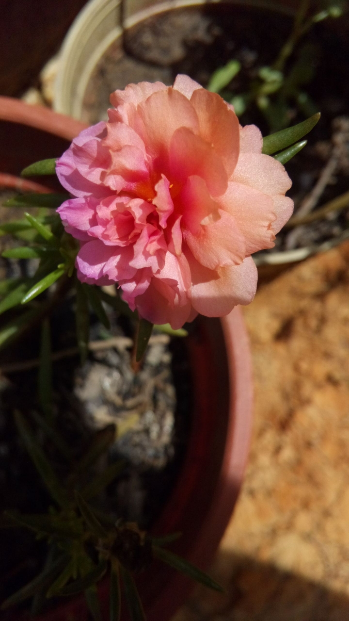 all about flower