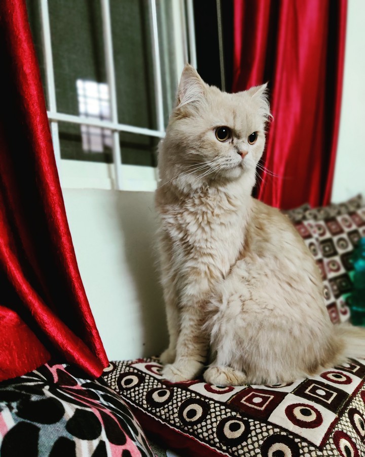 Cute Cat