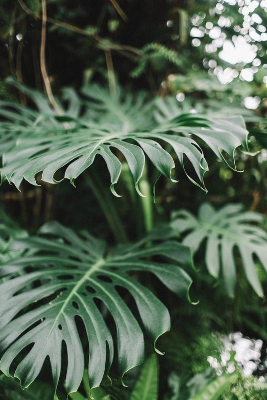 Monstera