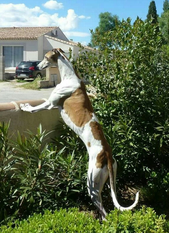 le Greyhound