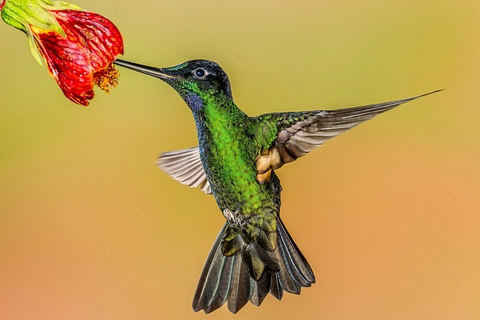 hummingbird