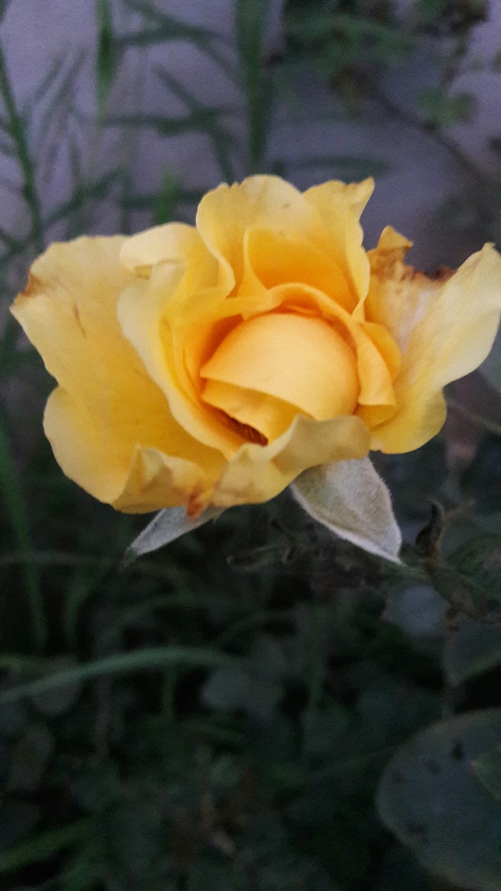 yellow beauty